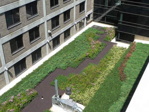Riverside_Med_Center_green_roof_web